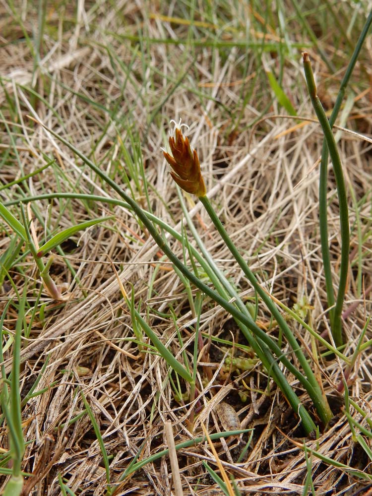 Blysmus rufus (door Ed Stikvoort | Saxifraga)