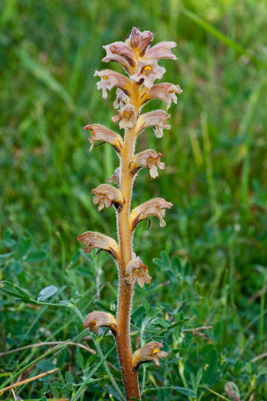 Orobanche lutea (door John Breugelmans)