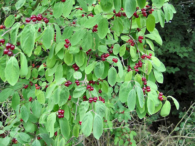 Lonicera xylosteum (door Grada Menting)