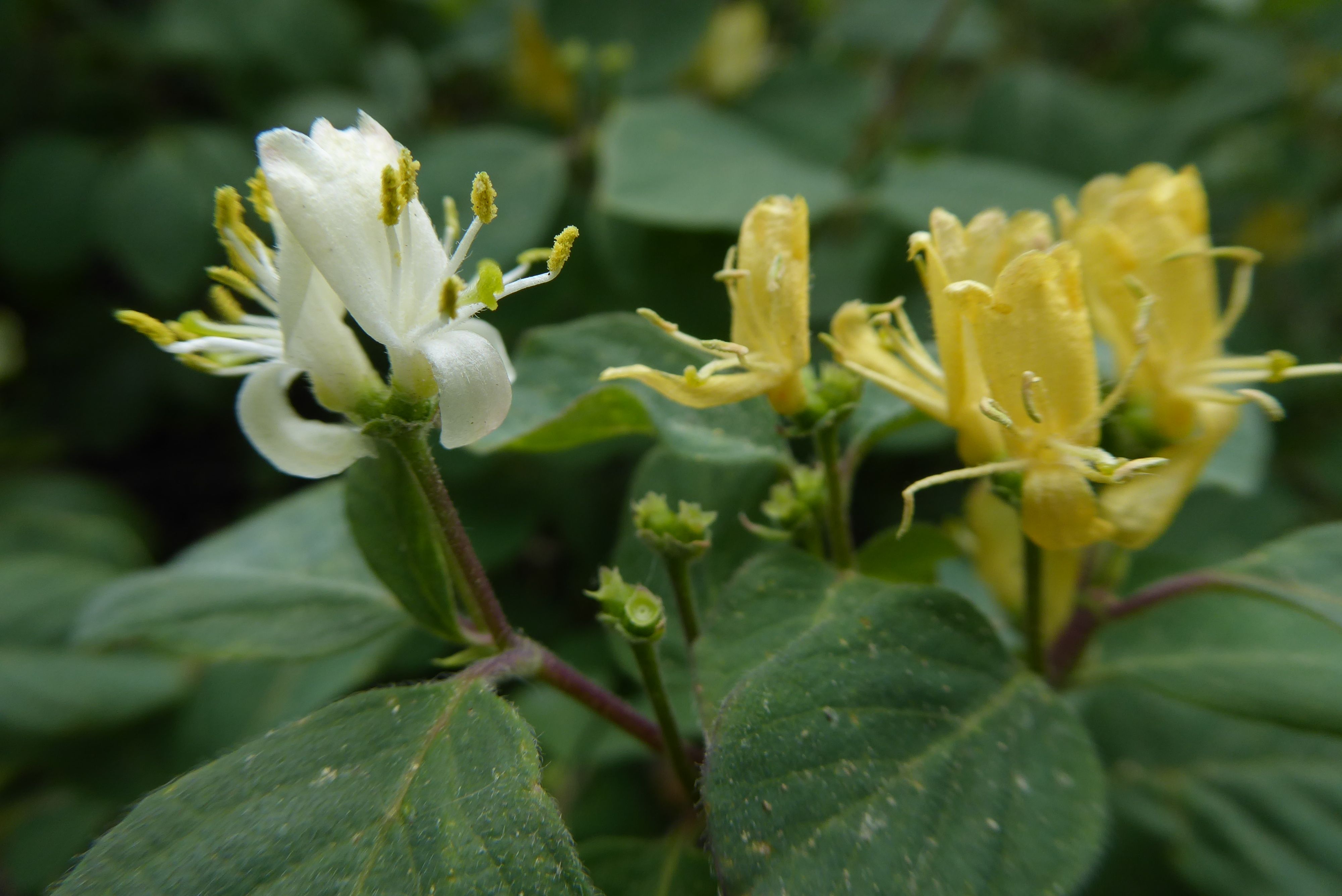 Lonicera xylosteum (door Koen van Zoest)