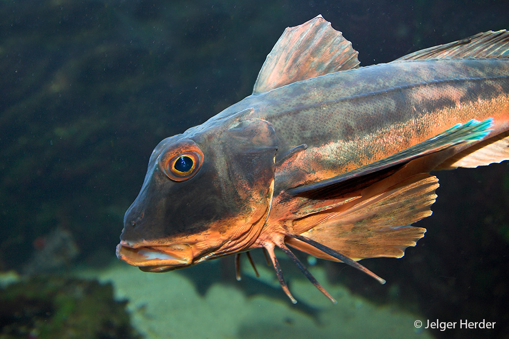 Chelidonichthys lucerna (door Jelger Herder)