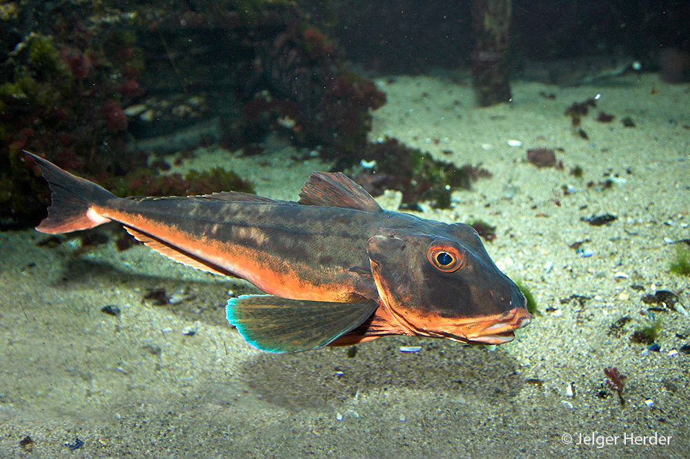 Chelidonichthys lucerna (door Jelger Herder)