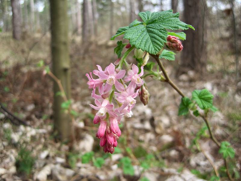 Ribes sanguineum (door Grada Menting)