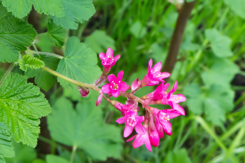 Ribes sanguineum (door John Breugelmans)