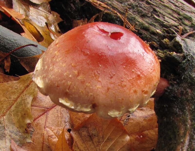 Hypholoma lateritium (door Hannie Wijers)