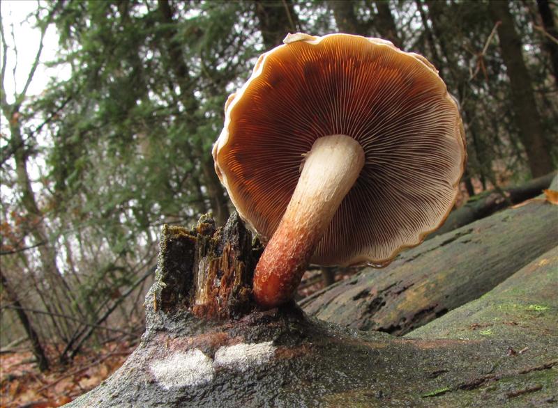 Hypholoma lateritium (door Hannie Wijers)