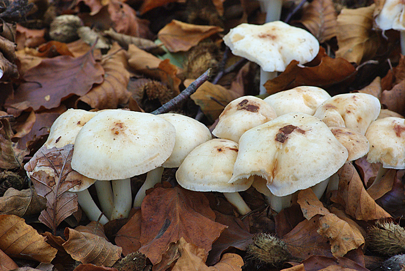 Rhodocollybia maculata (door Hans Adema)