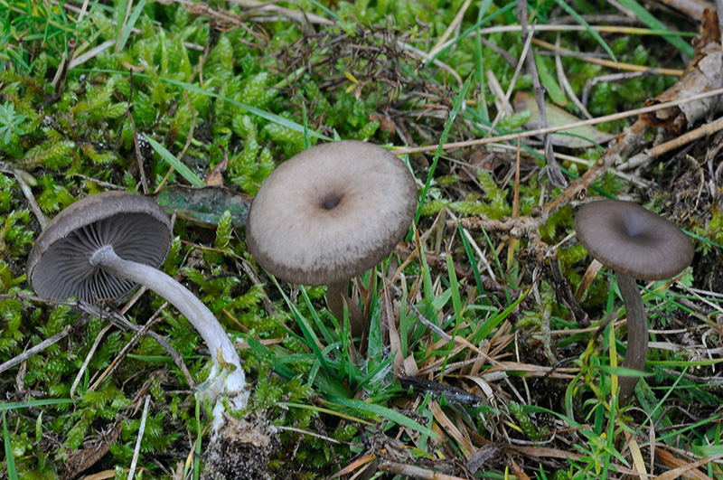 Pseudoclitocybe expallens (door Kik van Boxtel)