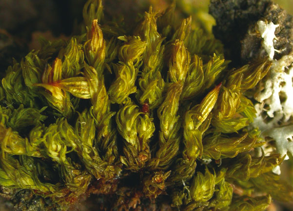 Orthotrichum rogeri (door Laurens Sparrius)