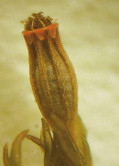 Orthotrichum rogeri (door Laurens Sparrius)