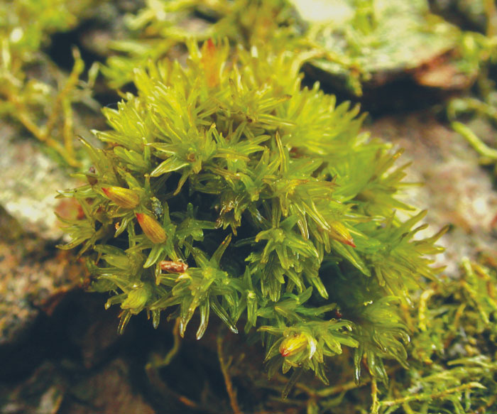 Orthotrichum rogeri (door Laurens Sparrius)