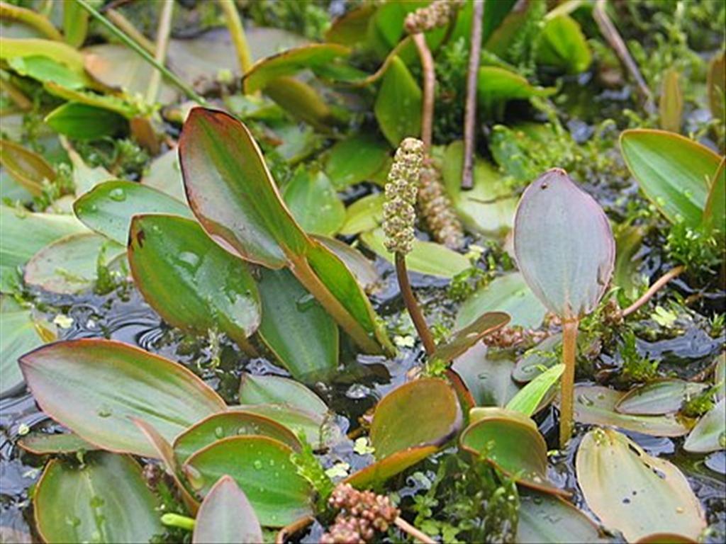 Potamogeton polygonifolius (door Ron Soenveld)