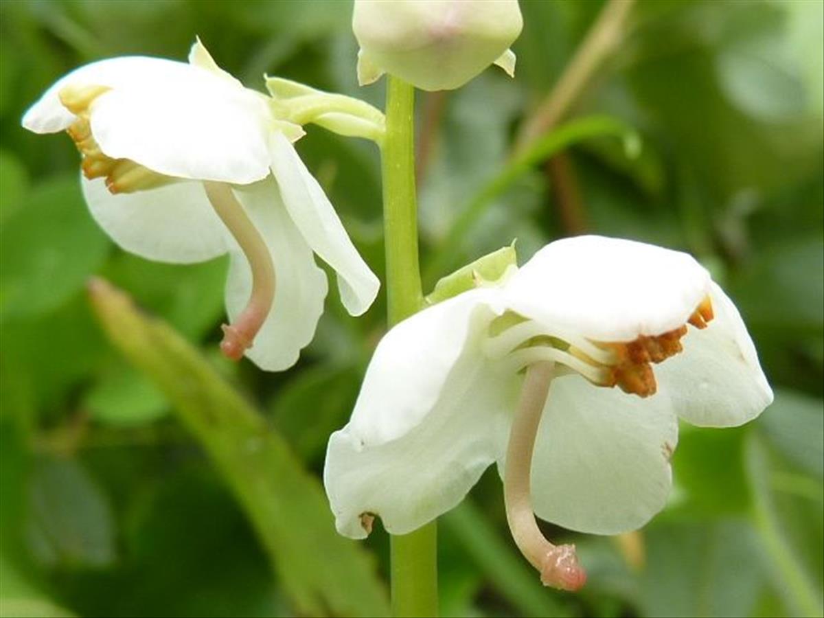 Pyrola rotundifolia (door Koen van Zoest)