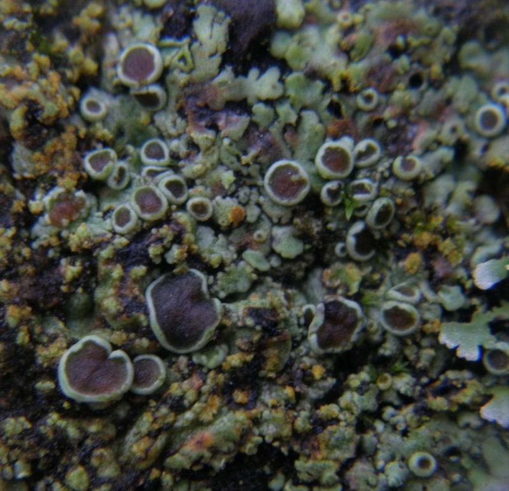 Phaeophyscia orbicularis (door Maarten Langbroek)