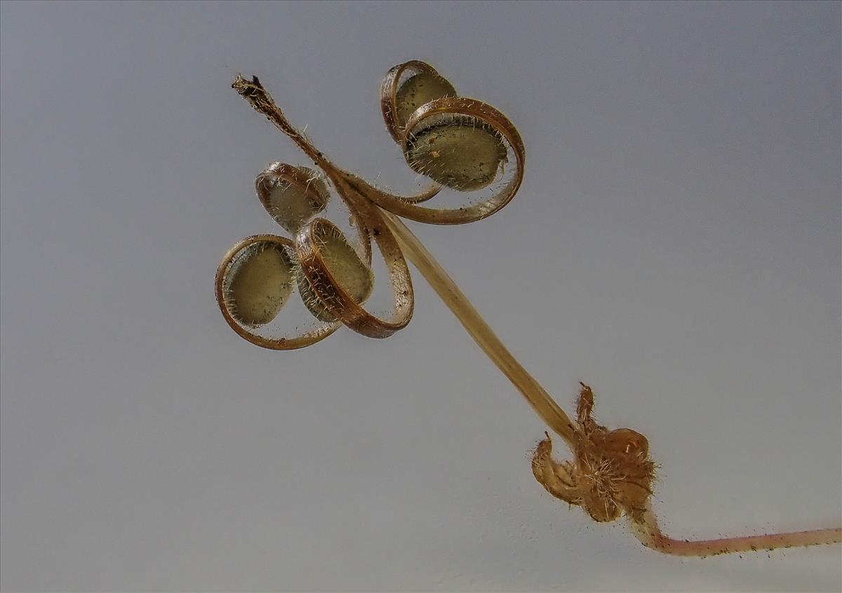 Geranium rotundifolium (door Peter Hegi)