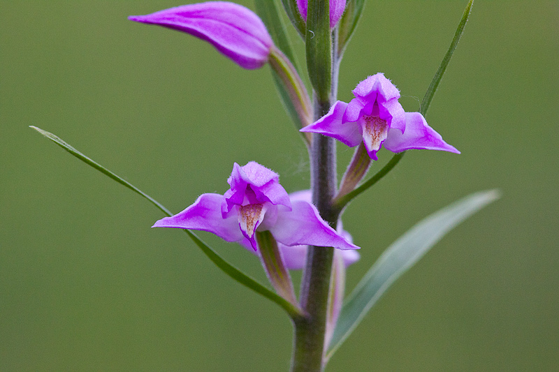 Cephalanthera rubra (door John Breugelmans)