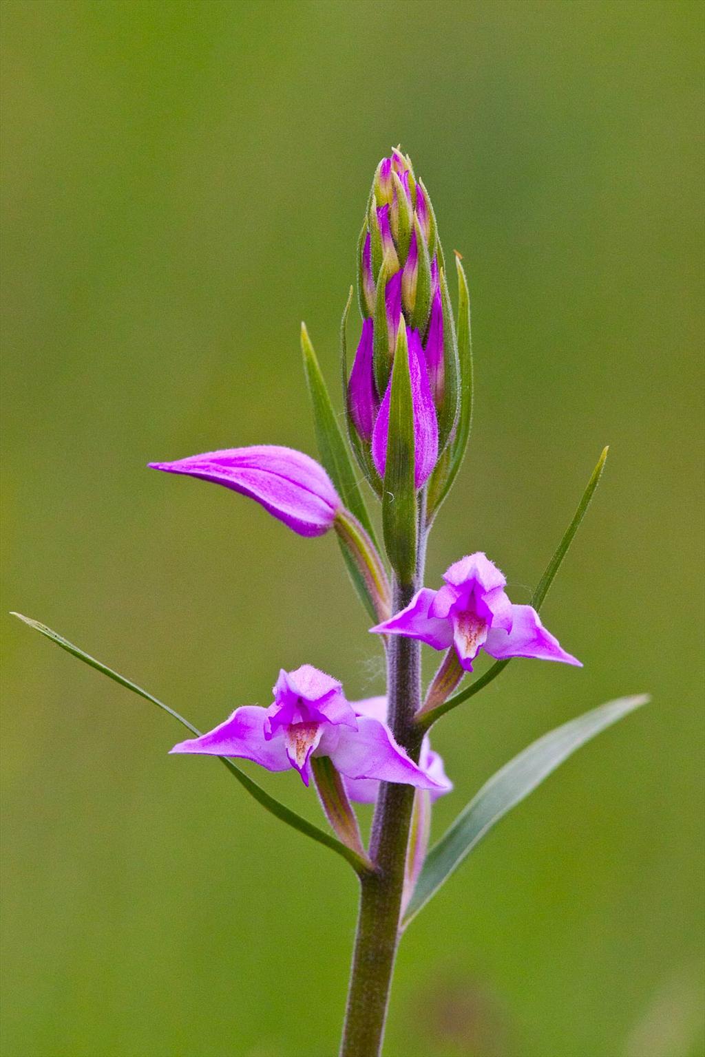 Cephalanthera rubra (door John Breugelmans)