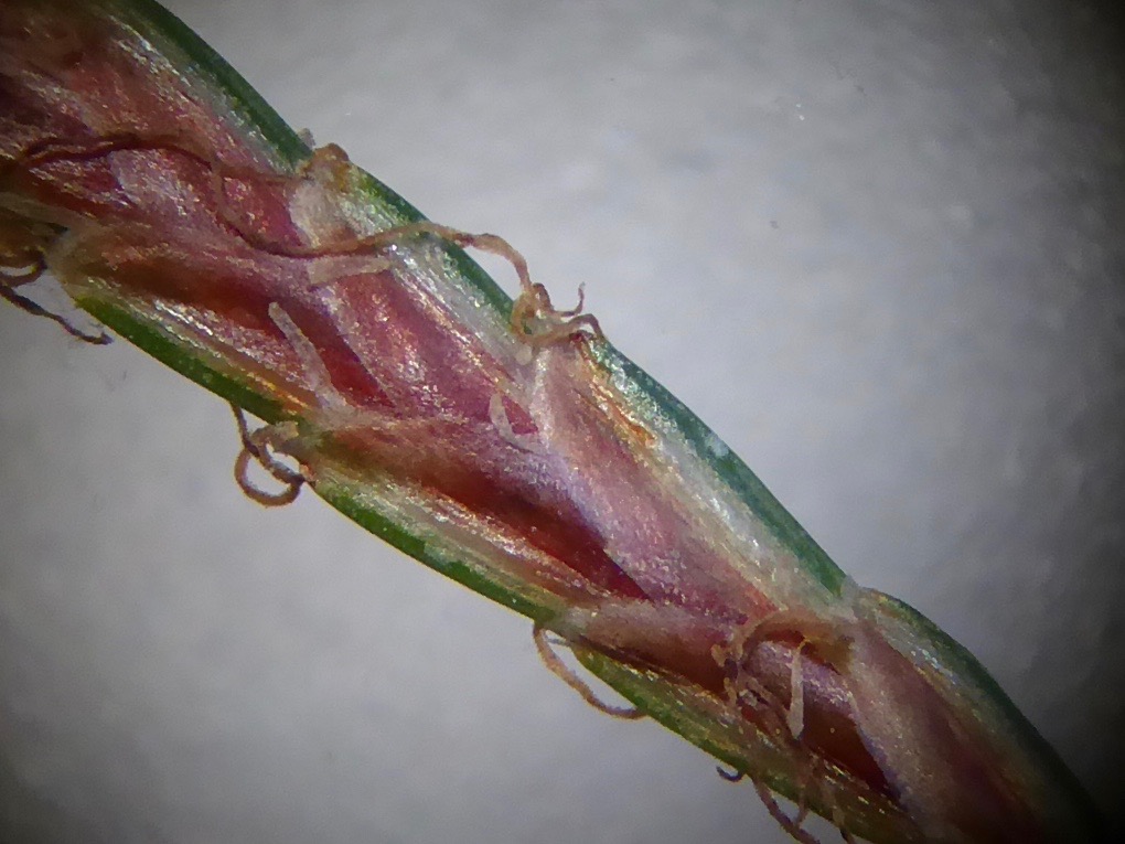Cyperus longus (door Koen van Zoest)