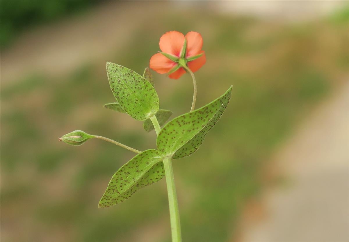 Anagallis arvensis subsp. arvensis (door Grada Menting)