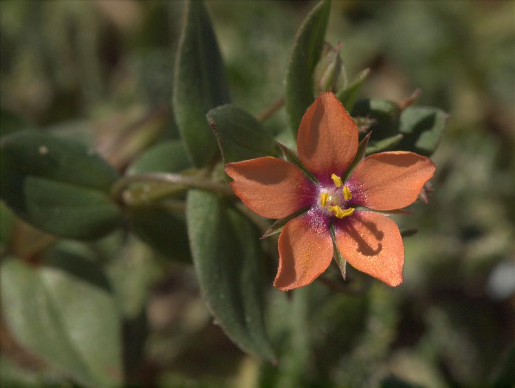 Anagallis arvensis subsp. arvensis (door Peter Hegi)