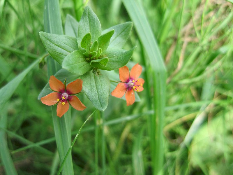 Anagallis arvensis (door Grada Menting)