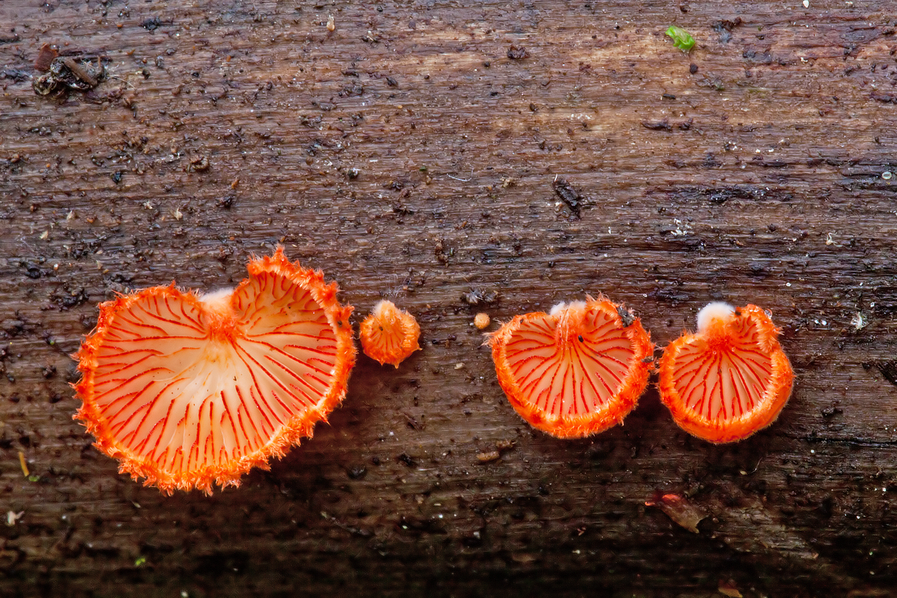 Crepidotus cinnabarinus (door John Breugelmans)