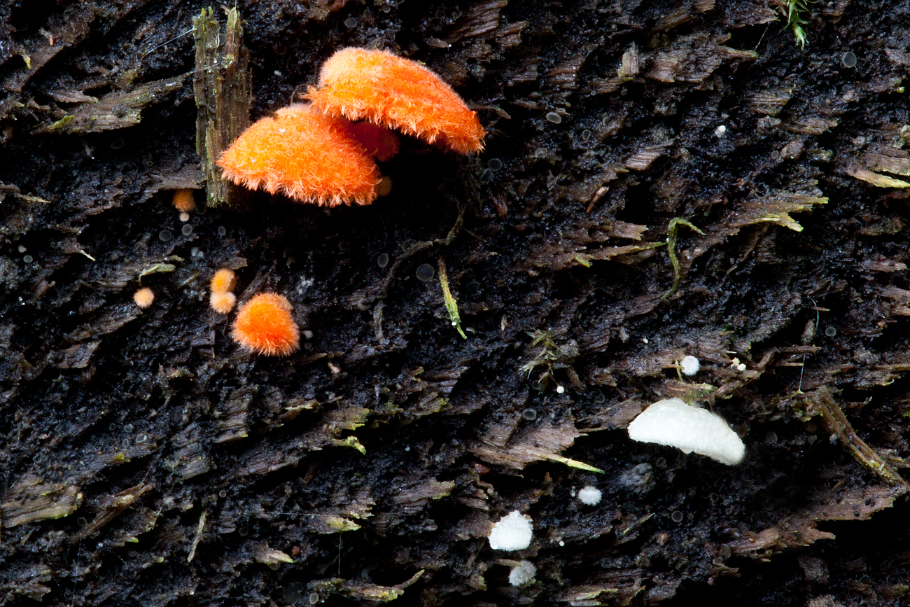 Crepidotus cinnabarinus (door John Breugelmans)