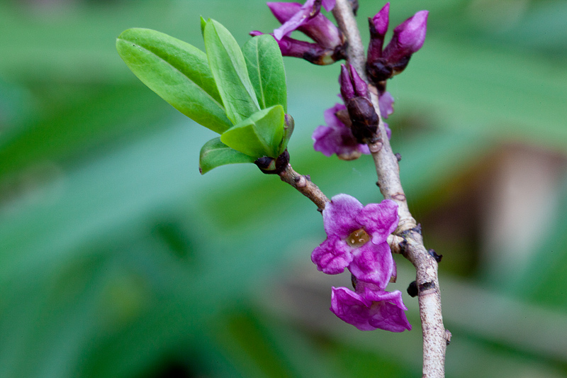 Daphne mezereum (door John Breugelmans)