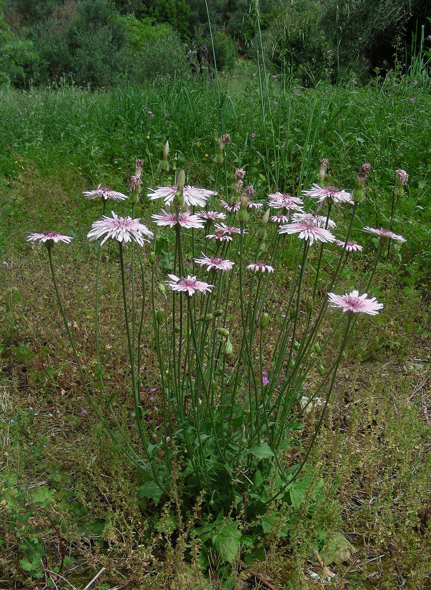 Crepis rubra (door Ed Stikvoort | Saxifraga.nl)