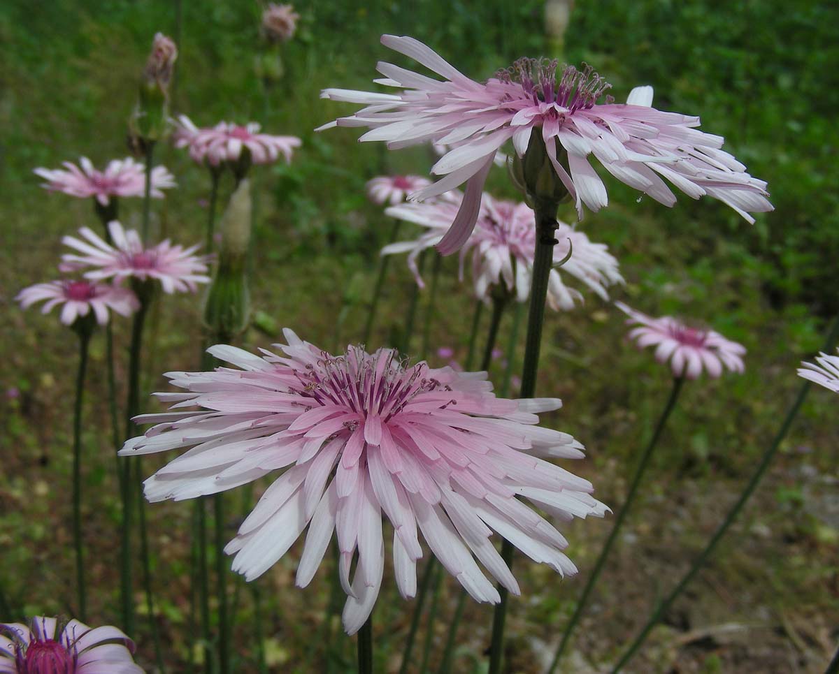 Crepis rubra (door Ed Stikvoort | Saxifraga.nl)