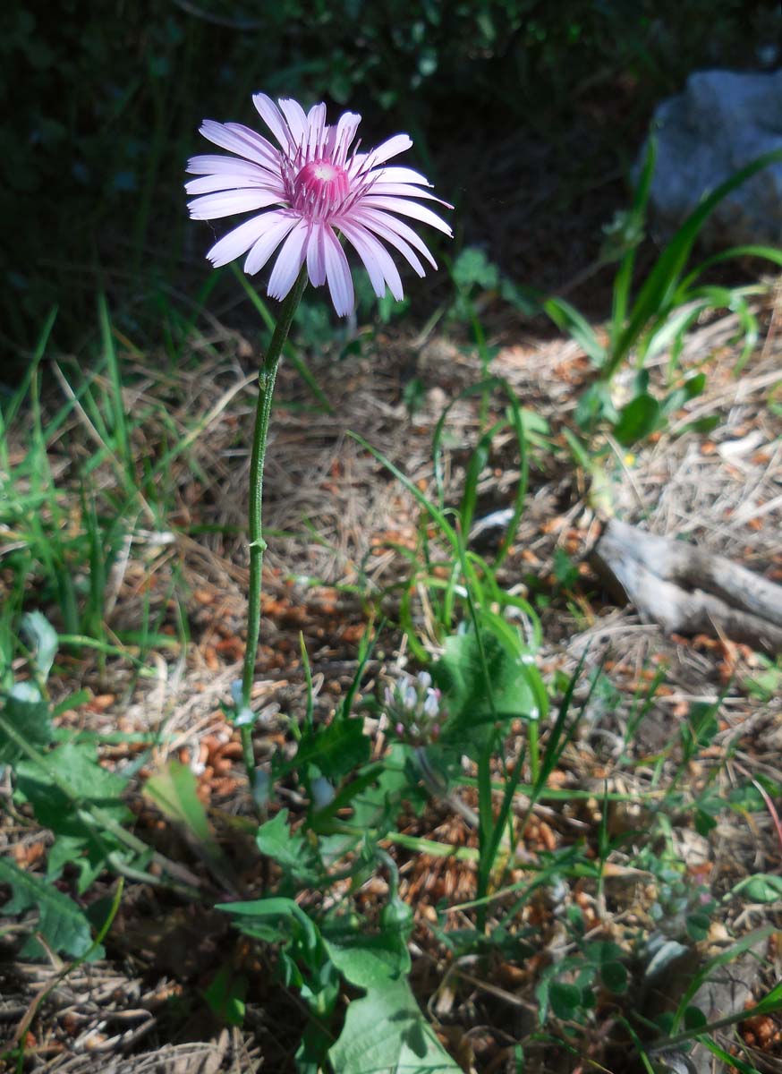 Crepis rubra (door Ed Stikvoort | Saxifraga.nl)