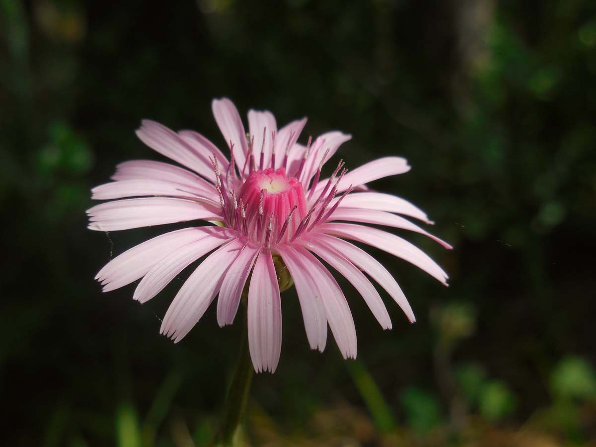 Crepis rubra (door Ed Stikvoort | Saxifraga.nl)