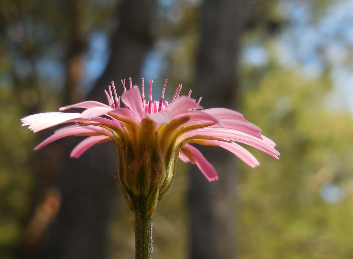 Crepis rubra (door Ed Stikvoort | Saxifraga.nl)