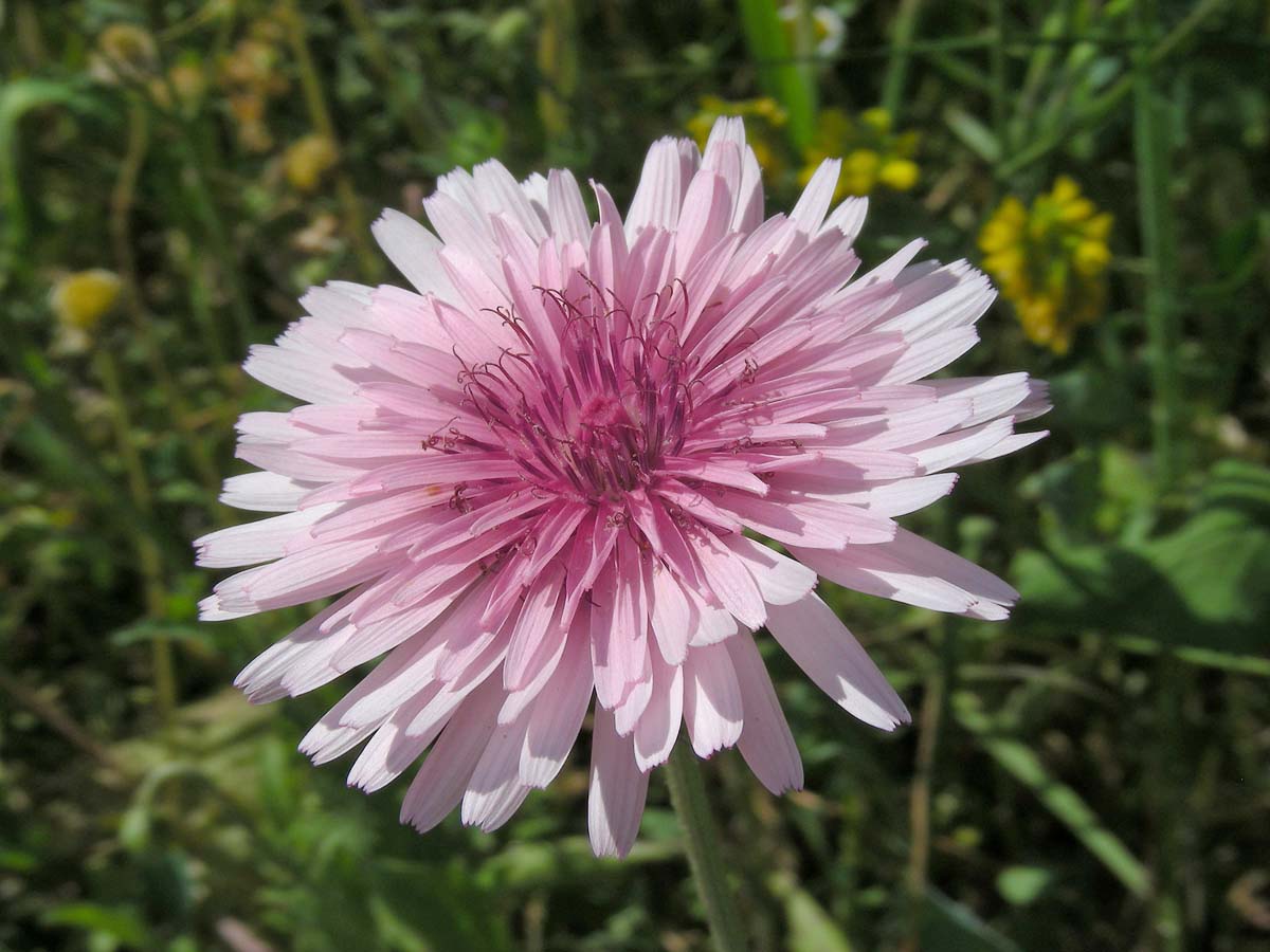 Crepis rubra (door Ed Stikvoort | Saxifraga.nl)