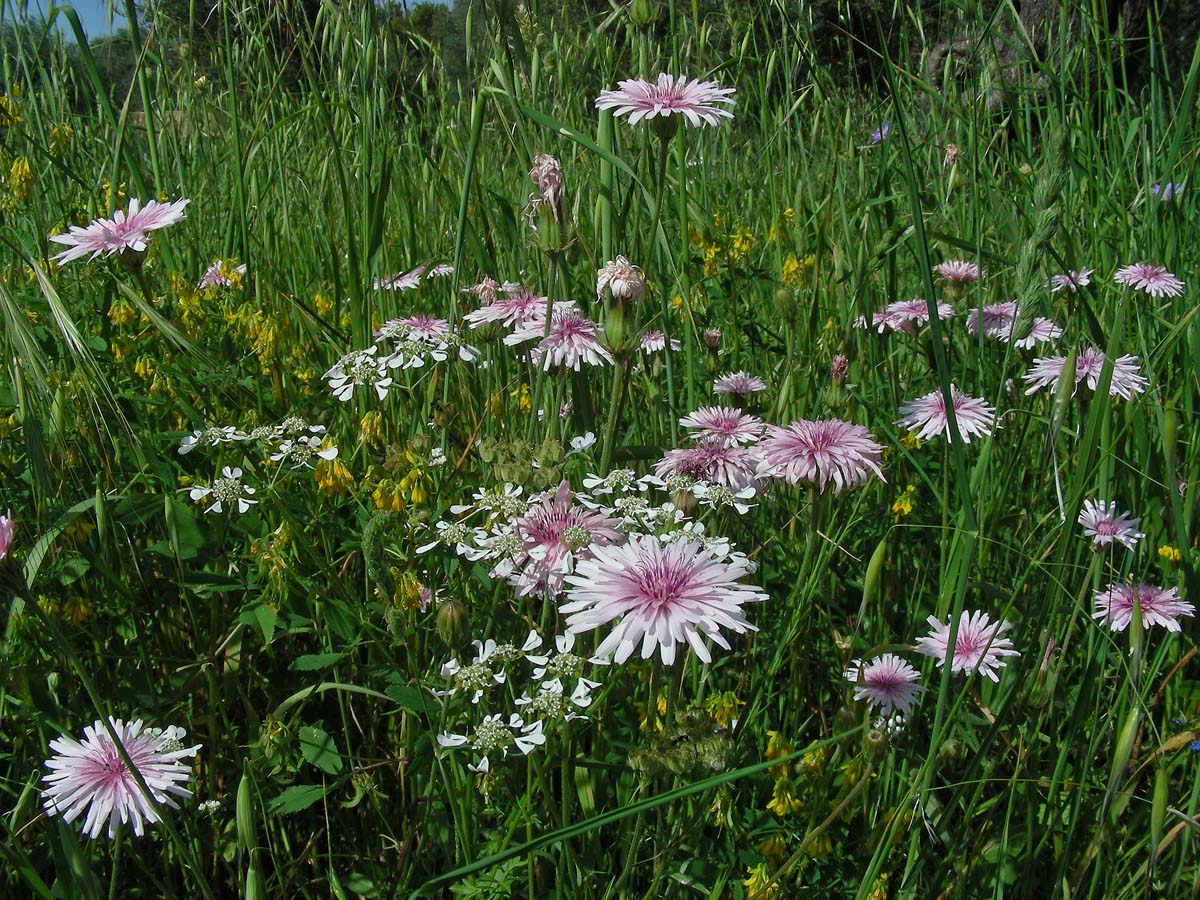 Crepis rubra (door Ed Stikvoort | Saxifraga.nl)