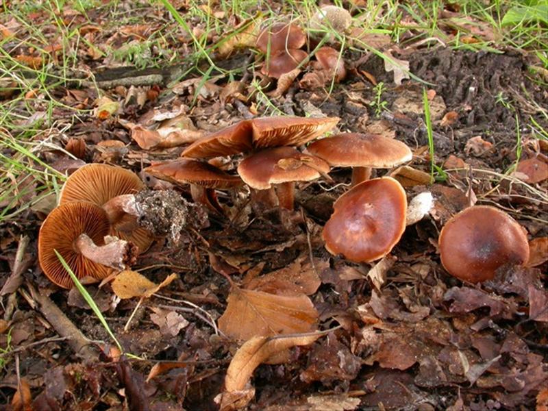 Cortinarius subbalaustinus (door Evert Ruiter)