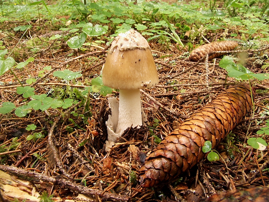 Amanita submembranacea (door Nico Zander)