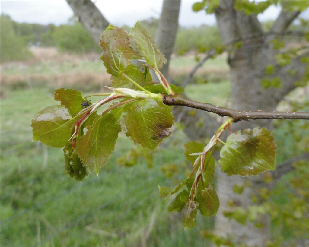 Populus tremula (door wim van der neut)