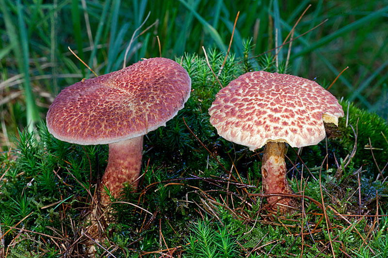 Suillus spraguei (door John Breugelmans)