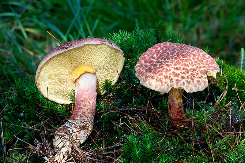 Suillus spraguei (door John Breugelmans)