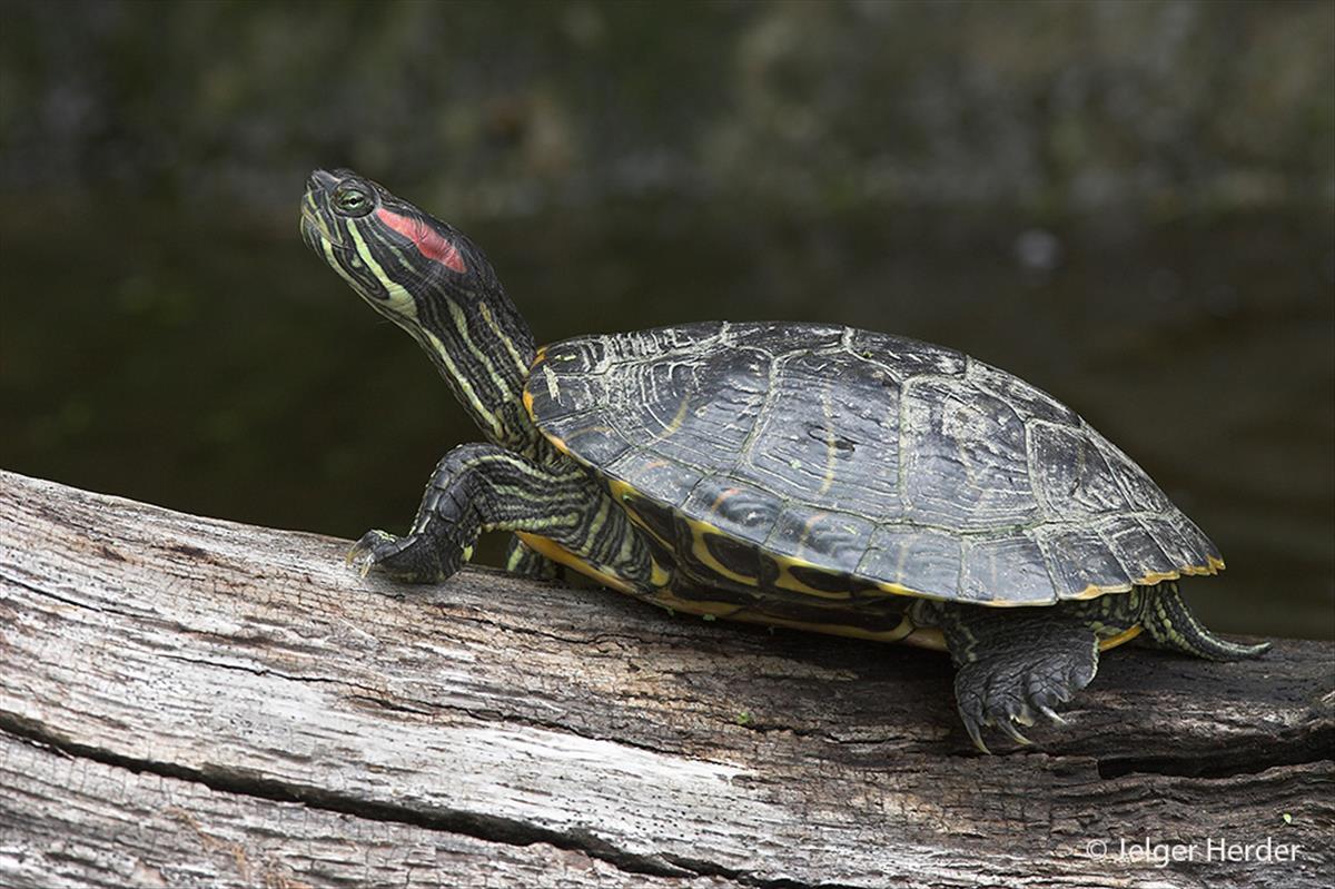 Trachemys scripta elegans (door Jelger Herder)