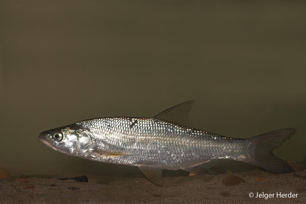 Leuciscus aspius (door Jelger Herder)