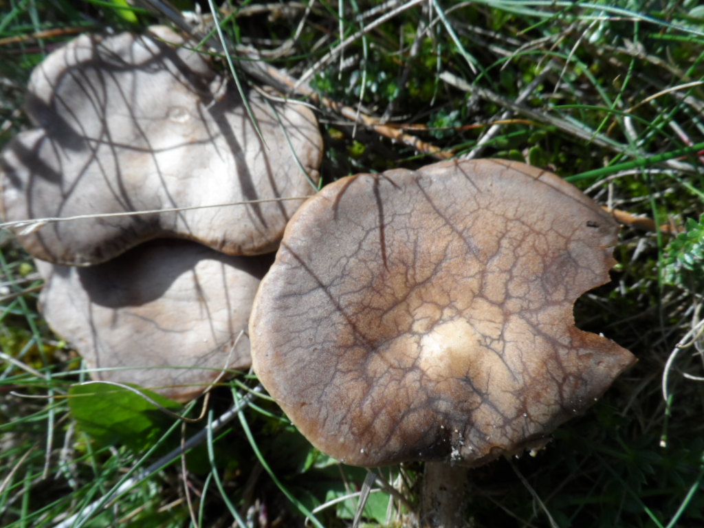 Leucopaxillus cutefractus (door Giel van der Pluijm)