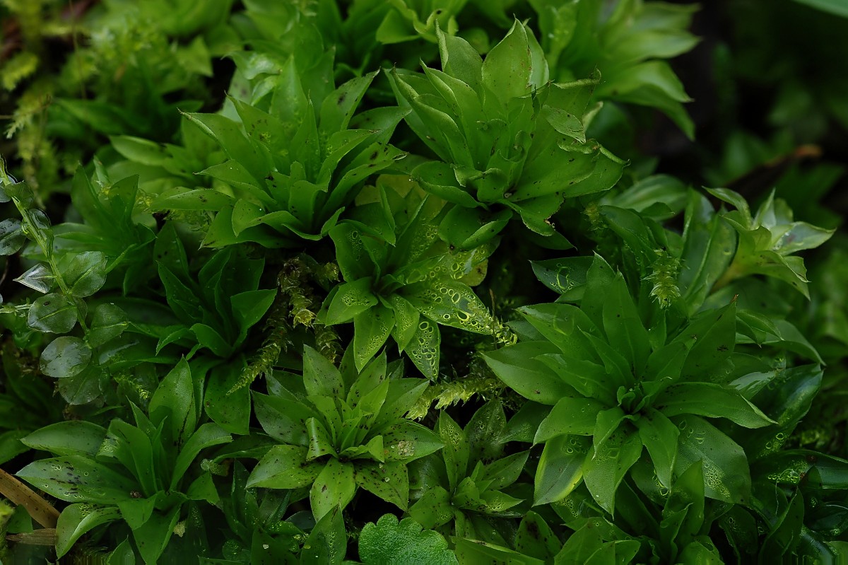 Rhodobryum roseum (door Arjan de Groot)