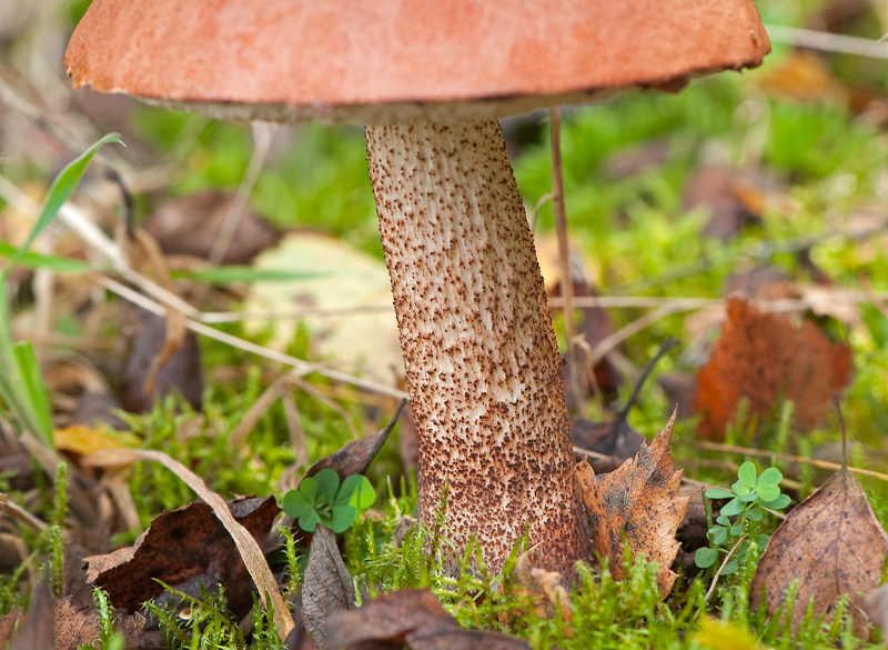 Leccinum aurantiacum (door Wijnand van Buuren)