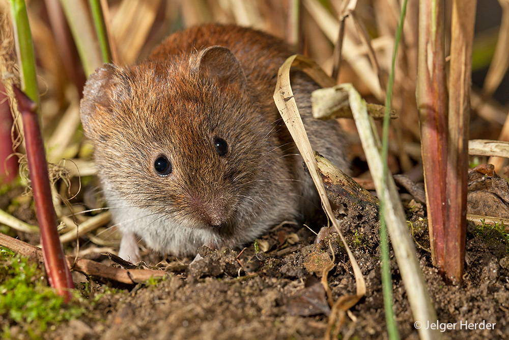 Myodes glareolus (door Jelger Herder)