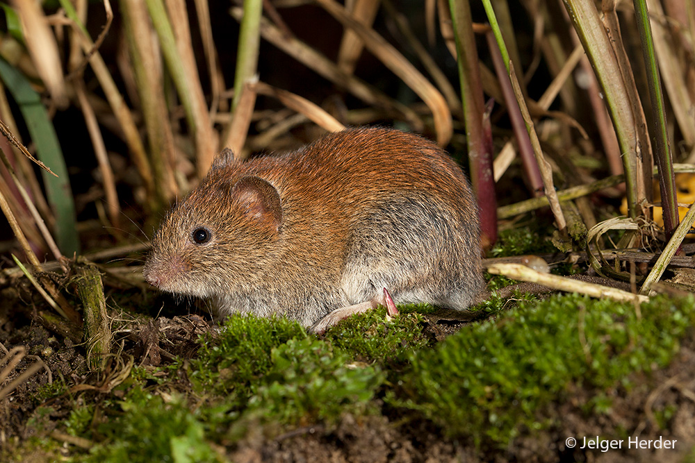 Myodes glareolus (door Jelger Herder)