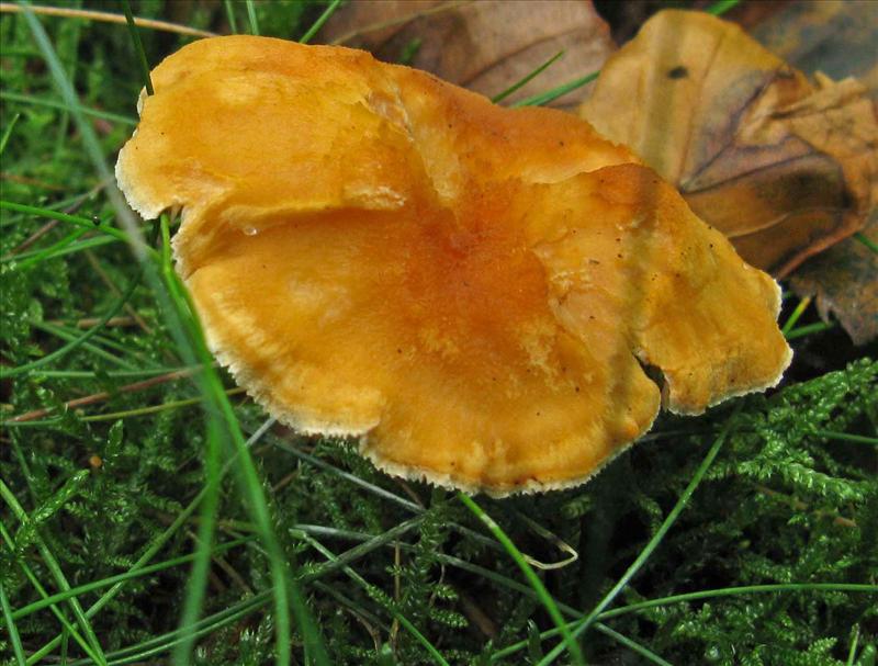 Hydnum rufescens (door Hannie Wijers)