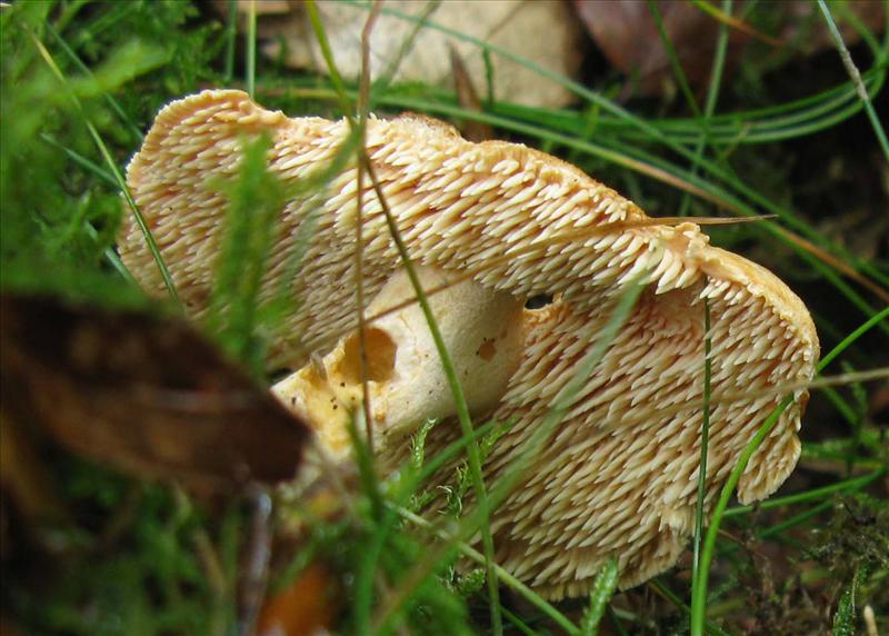 Hydnum rufescens (door Hannie Wijers)