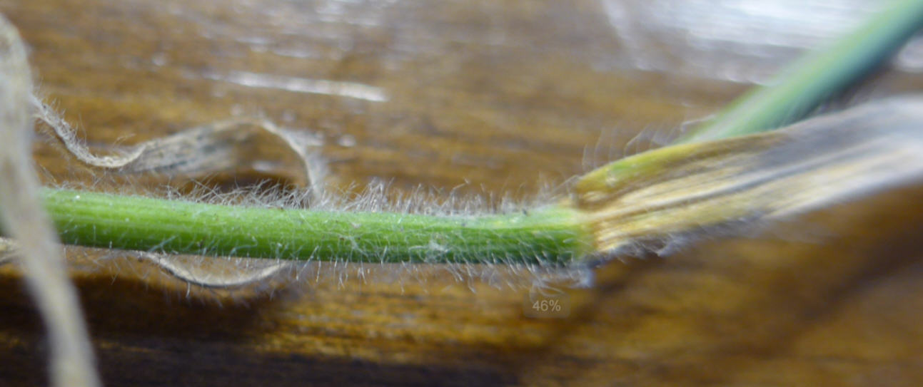 Rostraria cristata (door Peter Wetzels)